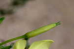 Common evening-primrose